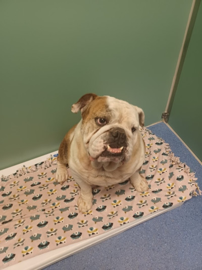 British Bulldog (Ref 2)